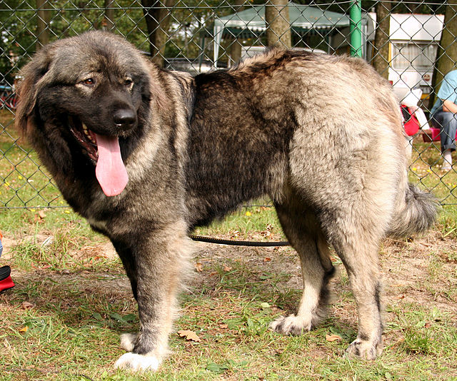 Russian Bear Dog: The Majestic Guardian of the East